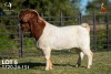 1 X BOER GOAT FLOCK ON TEAT 42-1335 BUCK Joubert Horn Boergoat Stud