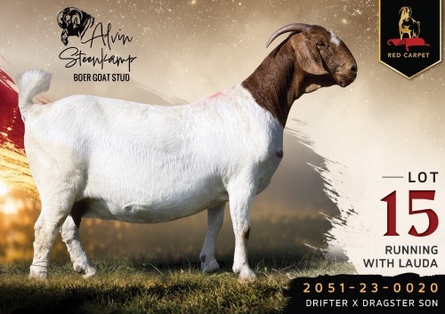 1 X BOER GOAT STUD 52-18 PREGNANT DOE Alvin Steenkamp Boer Goat Stud