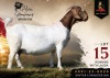 1 X BOER GOAT STUD 52-18 PREGNANT DOE Alvin Steenkamp Boer Goat Stud