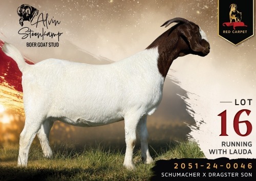 1 X BOER GOAT FLOCK 52-70 PREGNANT DOE Alvin Steenkamp Boer Goat Stud