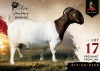 1 X BOER GOAT FLOCK 48-238 PREGNANT DOE Alvin Steenkamp Boer Goat Stud