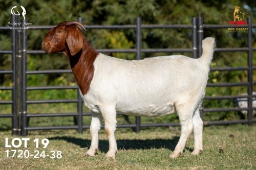 1 X BOER GOAT FLOCK ON COLOUR 42-1331 PREGNANT DOE Joubert Horn Boergoat Stud
