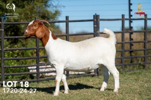 1 X BOER GOAT STUD 42-861 PREGNANT DOE Joubert Horn Boergoat Stud