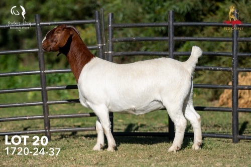 1 X BOER GOAT STUD 42-859 DOE Joubert Horn Boergoat Stud