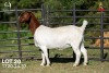 1 X BOER GOAT STUD 42-859 DOE Joubert Horn Boergoat Stud