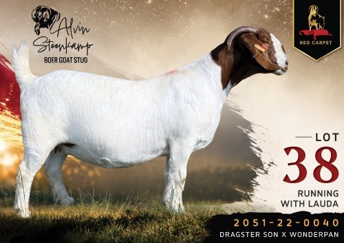 1 X BOER GOAT FLOCK ON COLOUR 42-71 PREGNANT DOE Alvin Steenkamp Boer Goat Stud