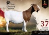 1 X BOER GOAT FLOCK ON COLOUR 52-72 PREGNANT DOE Alvin Steenkamp Boer Goat Stud