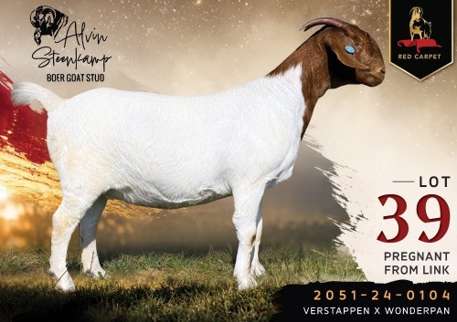 1 X BOER GOAT STUD 38-278 PREGNANT DOE Alvin Steenkamp Boer Goat Stud