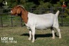 1 X BOER GOAT FLOCK 42-1333 DOE Joubert Horn Boergoat Stud