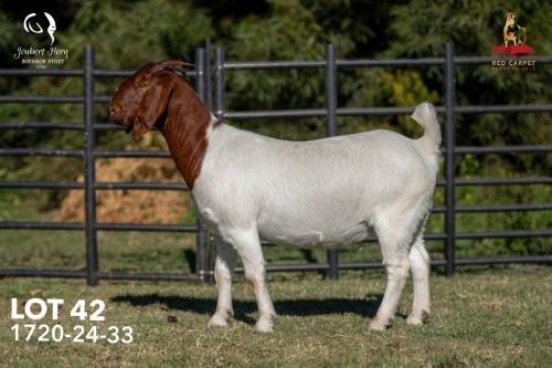 1 X BOER GOAT STUD 42-858 PREGNANT DOE Joubert Horn Boergoat Stud