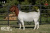1 X BOER GOAT STUD 42-858 PREGNANT DOE Joubert Horn Boergoat Stud