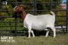 1 X BOER GOAT STUD 42-13-005 PREGNANT DOE Joubert Horn Boergoat Stud