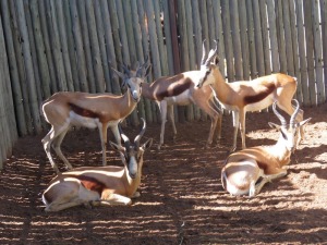 5x Springbok/Springbuck M:5 (Per Stuk om lot te neem/Per piece to buy lot)