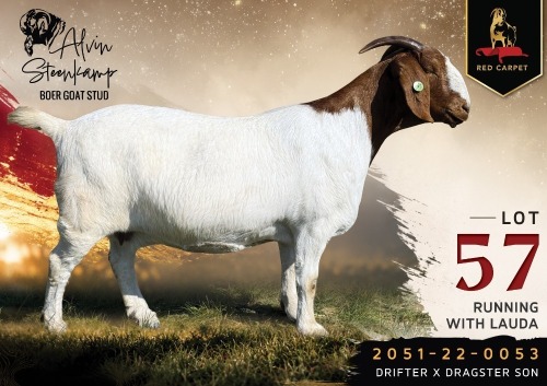 1 X BOER GOAT FLOCK 17-459 PREGNANT DOE Alvin Steenkamp Boer Goat Stud