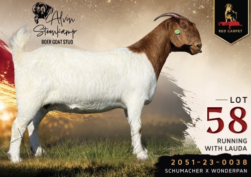 1 X BOER GOAT FLOCK ON COLOUR 2-298 PREGNANT DOE Alvin Steenkamp Boer Goat Stud