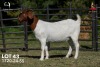 1 X BOER GOAT STUD 42-853 DOE Joubert Horn Boergoat Stud
