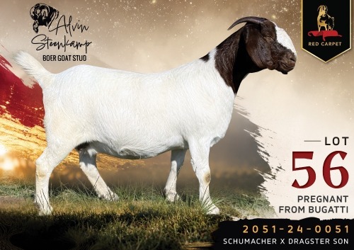 1 X BOER GOAT FLOCK ON TEAT 42-73 PREGNANT DOE Alvin Steenkamp Boer Goat Stud