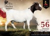 1 X BOER GOAT FLOCK ON TEAT 42-73 PREGNANT DOE Alvin Steenkamp Boer Goat Stud
