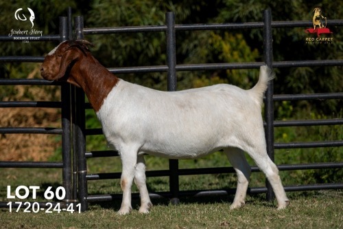 1 X BOER GOAT FLOCK ON COLOUR 42-1332Z DOE Joubert Horn Boergoat Stud