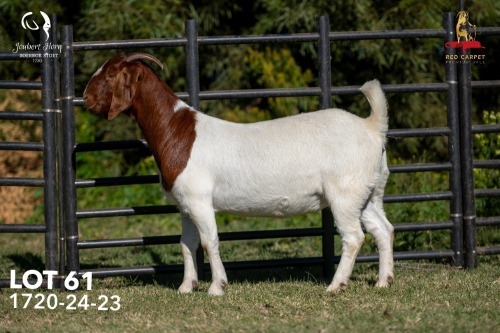 1 X BOER GOAT STUD 42-860 DOE Joubert Horn Boergoat Stud