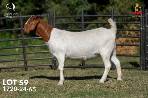1 X BOER GOAT FLOCK ON TEAT 42-1329 PREGNANT DOE Joubert Horn Boergoat Stud