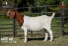 1 X BOER GOAT STUD 42-851 PREGNANT DOE Joubert Horn Boergoat Stud