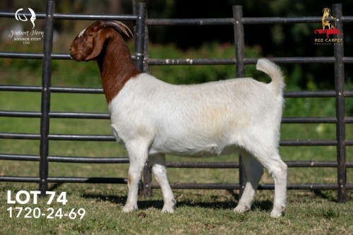 1 X BOER GOAT STUD 42-855 DOE Joubert Horn Boergoat Stud