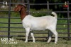 1 X BOER GOAT STUD 42-855 DOE Joubert Horn Boergoat Stud
