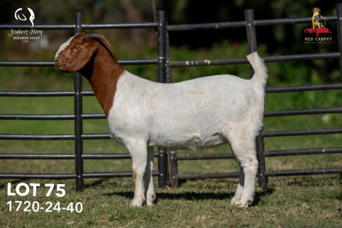 1 X BOER GOAT STUD DOE Joubert Horn Boergoat Stud