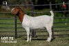1 X BOER GOAT STUD DOE Joubert Horn Boergoat Stud