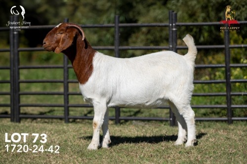 1 X BOER GOAT STUD 42-856 PREGNANT DOE Joubert Horn Boergoat Stud