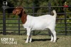 1 X BOER GOAT STUD 42-856 PREGNANT DOE Joubert Horn Boergoat Stud