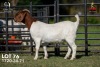 1 X BOER GOAT STUD 42-857 DOE Joubert Horn Boergoat Stud