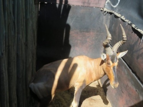 1x Rooihartebees/Red Heartbeest&nbsp; M:1