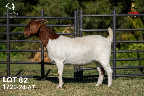 1 X BOER GOAT FLOCK ON COLOUR 42-1334 DOE Joubert Horn Boergoat Stud