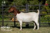 1 X BOER GOAT FLOCK ON COLOUR 42-1334 DOE Joubert Horn Boergoat Stud