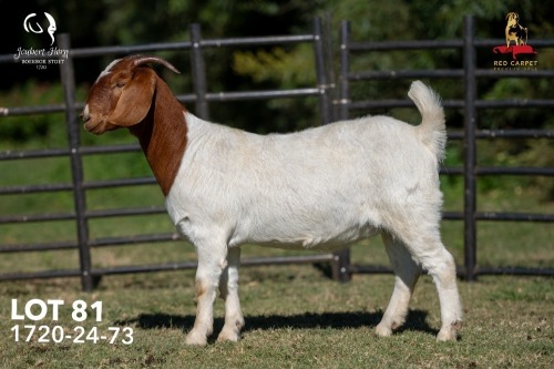 1 X BOER GOAT FLOCK ON TEAT 42-1330 DOE Joubert Horn Boergoat Stud