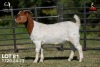 1 X BOER GOAT FLOCK ON TEAT 42-1330 DOE Joubert Horn Boergoat Stud