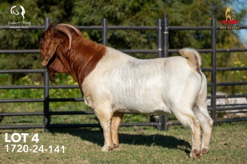 1 X BOER GOAT STUD 42-862 BUCK Joubert Horn Boergoat Stud