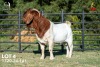 1 X BOER GOAT STUD 42-862 BUCK Joubert Horn Boergoat Stud - 2