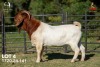1 X BOER GOAT STUD 42-862 BUCK Joubert Horn Boergoat Stud - 3
