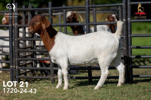 1 X BOER GOAT STUD 42-854 DOE Joubert Horn Boergoat Stud