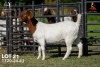 1 X BOER GOAT STUD 42-854 DOE Joubert Horn Boergoat Stud