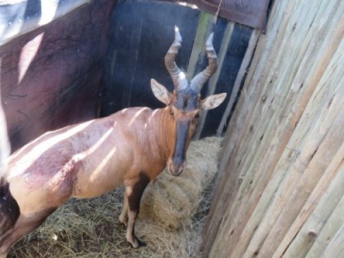 1x Rooihartebees/Red Heartbeest&nbsp; M:1 