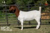 1 X BOER GOAT STUD 42-854 DOE Joubert Horn Boergoat Stud - 2