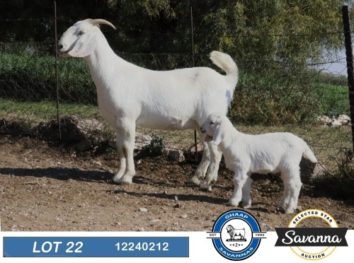 1+1 X SAVANNA STUD DOE GHAAP SAVANNAS & VAN ROOYS