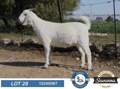 1 X SAVANNA STUD PREGNANT DOE GHAAP SAVANNAS & VAN ROOYS