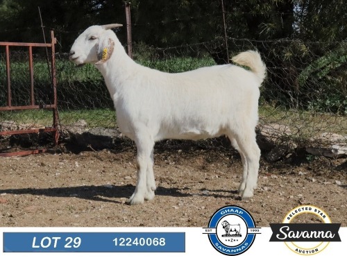 1 X SAVANNA FLOCK PREGNANT DOE GHAAP SAVANNAS & VAN ROOYS