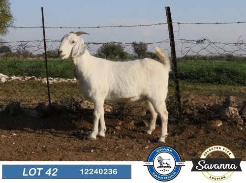 1 X SAVANNA FLOCK PREGNANT DOE GHAAP SAVANNAS & VAN ROOYS