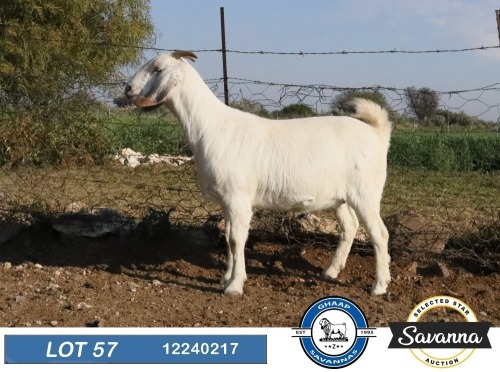 1 X SAVANNA STUD PREGNANT DOE GHAAP SAVANNAS & VAN ROOYS